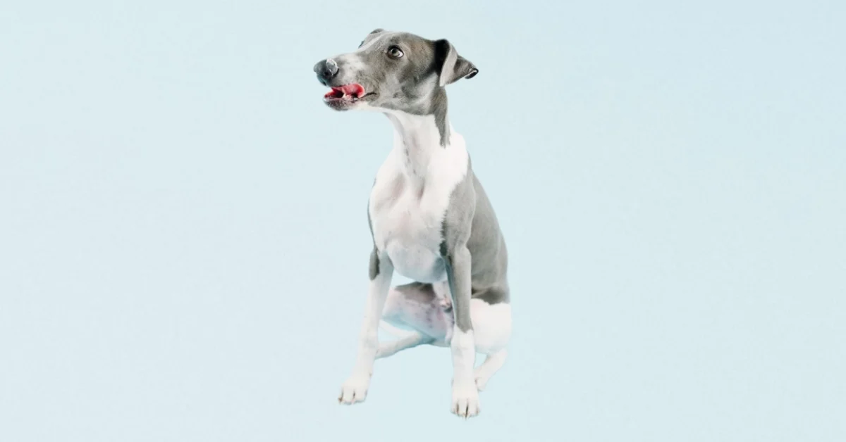 Greyhound