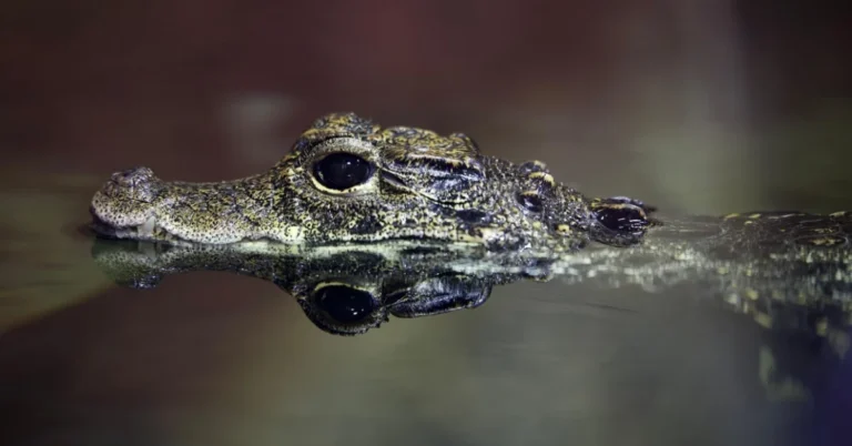Alligator