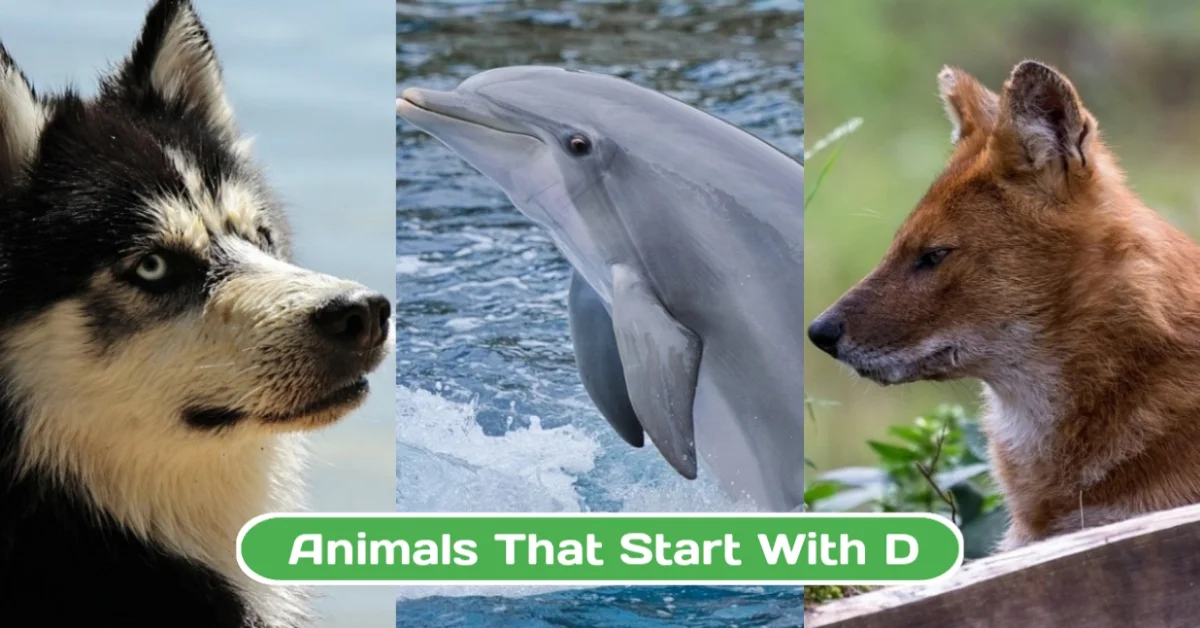 Animals That Start with D