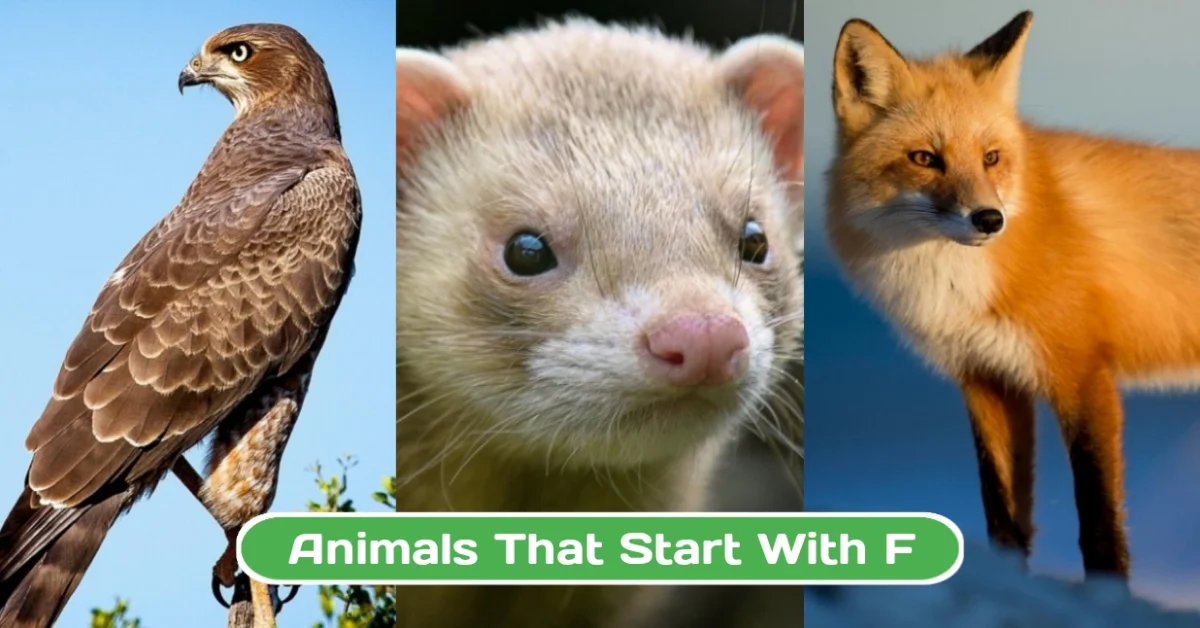 Animals That Start with F