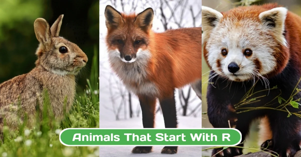 Animals That Start with R