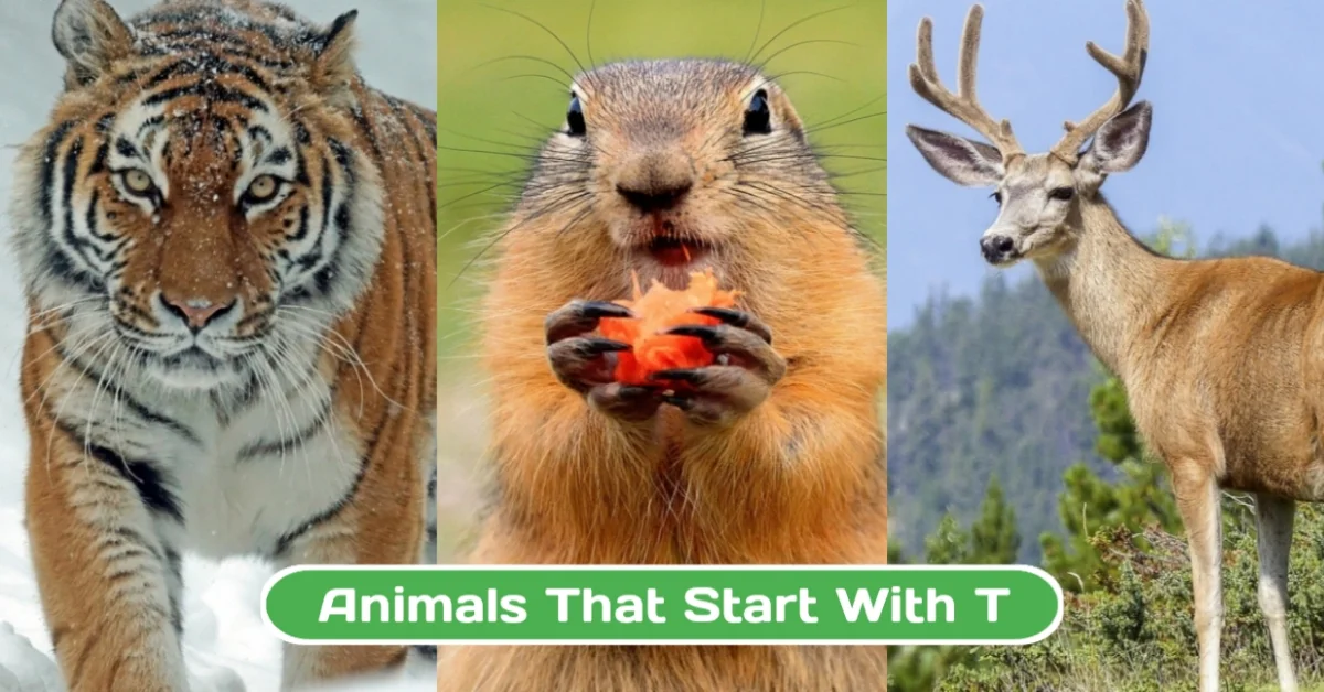 Animals That Start with T