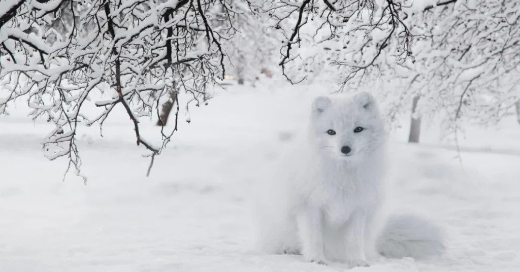 Animal Adaptations Arctic Fox’s Winter Camouflage