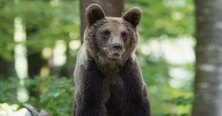 Bear