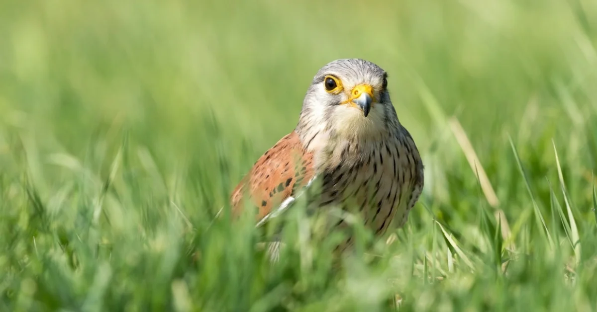 Common Kestrel Common Kestrel