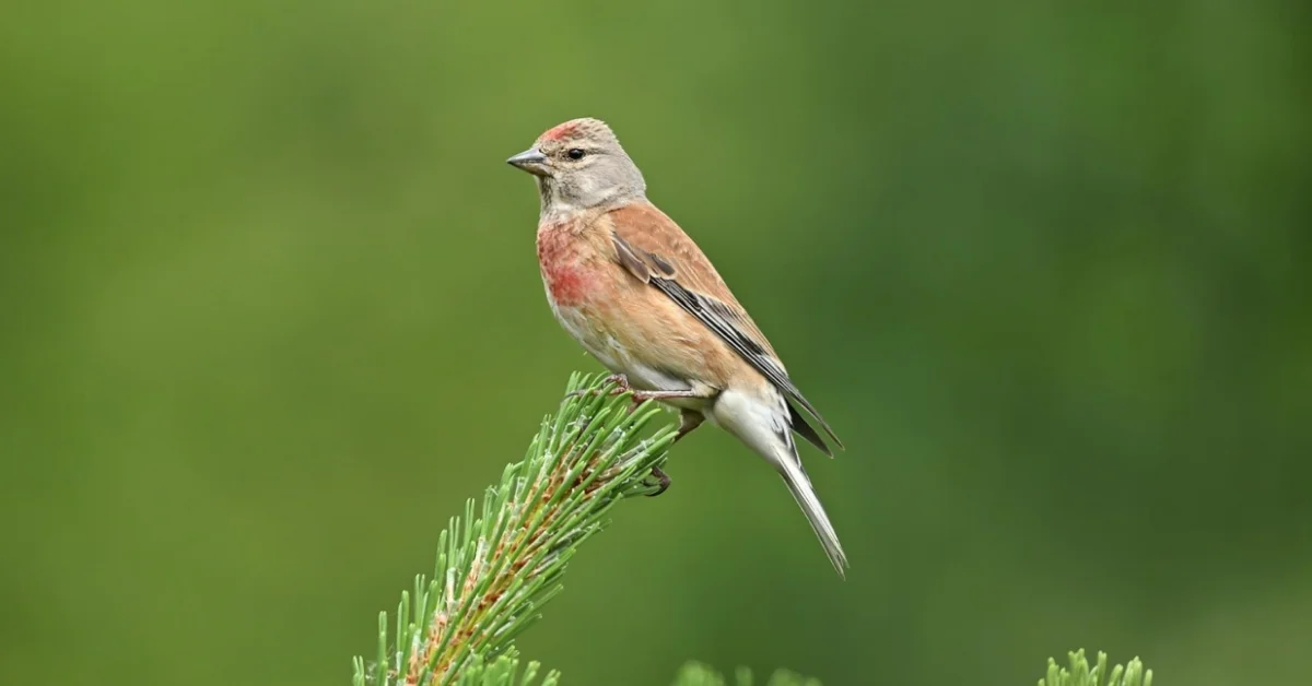 Common Linnet Common Linnet