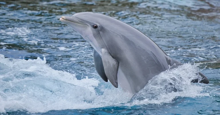Dolphin