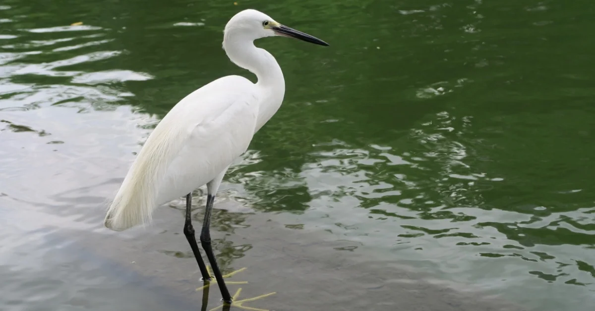 Egret