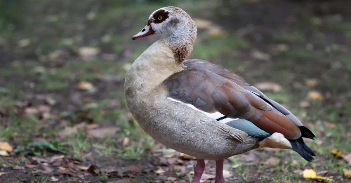Egyptian Goose Egyptian Goose