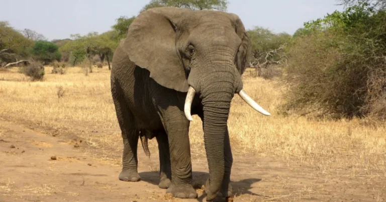 Elephant