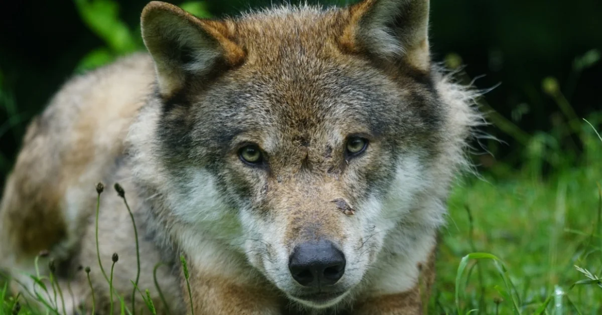 Eurasian Wolf