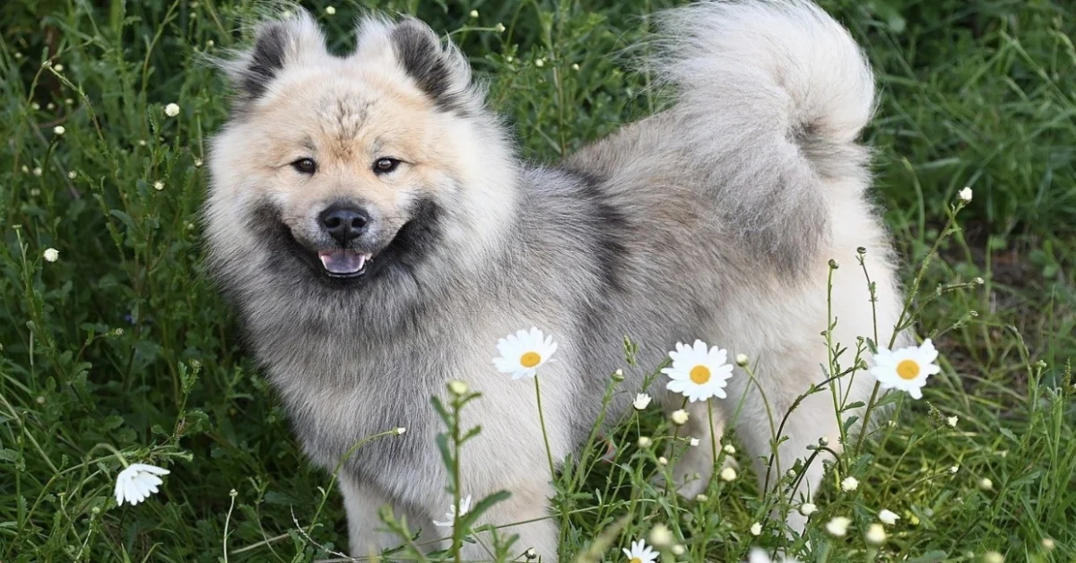 Eurasier Eurasier