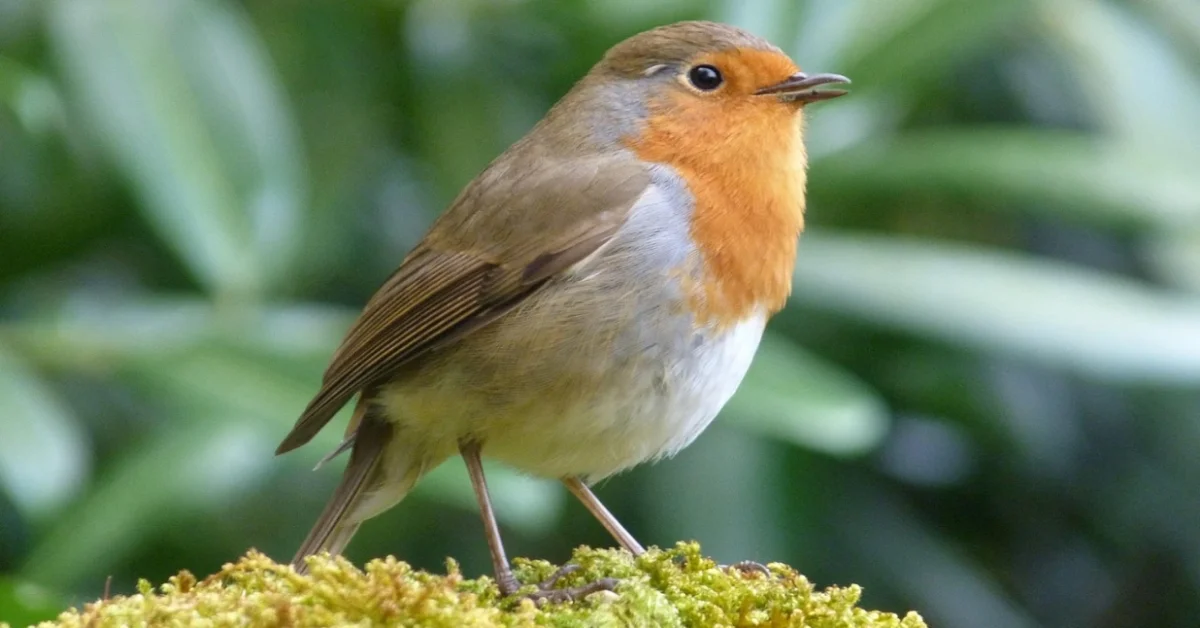 European Robin