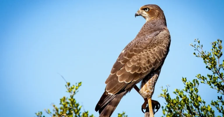 Falcon