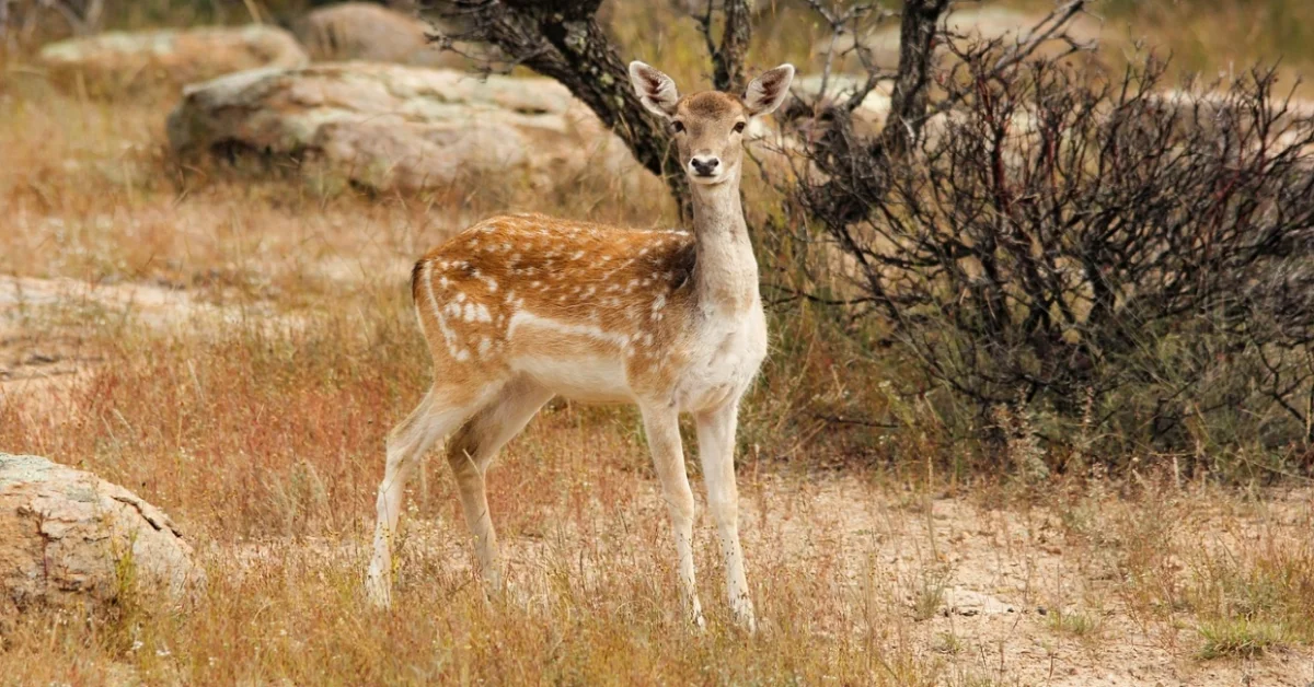 Fallow Deer