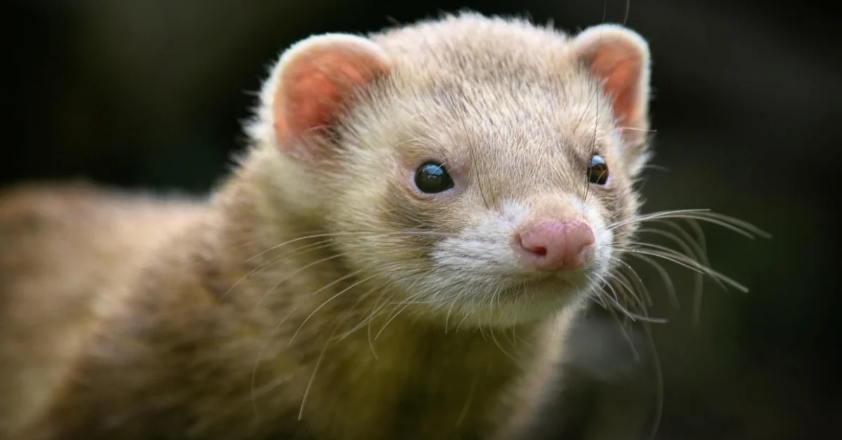Ferret