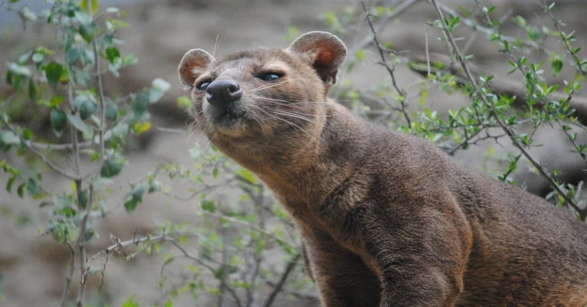 Fossa