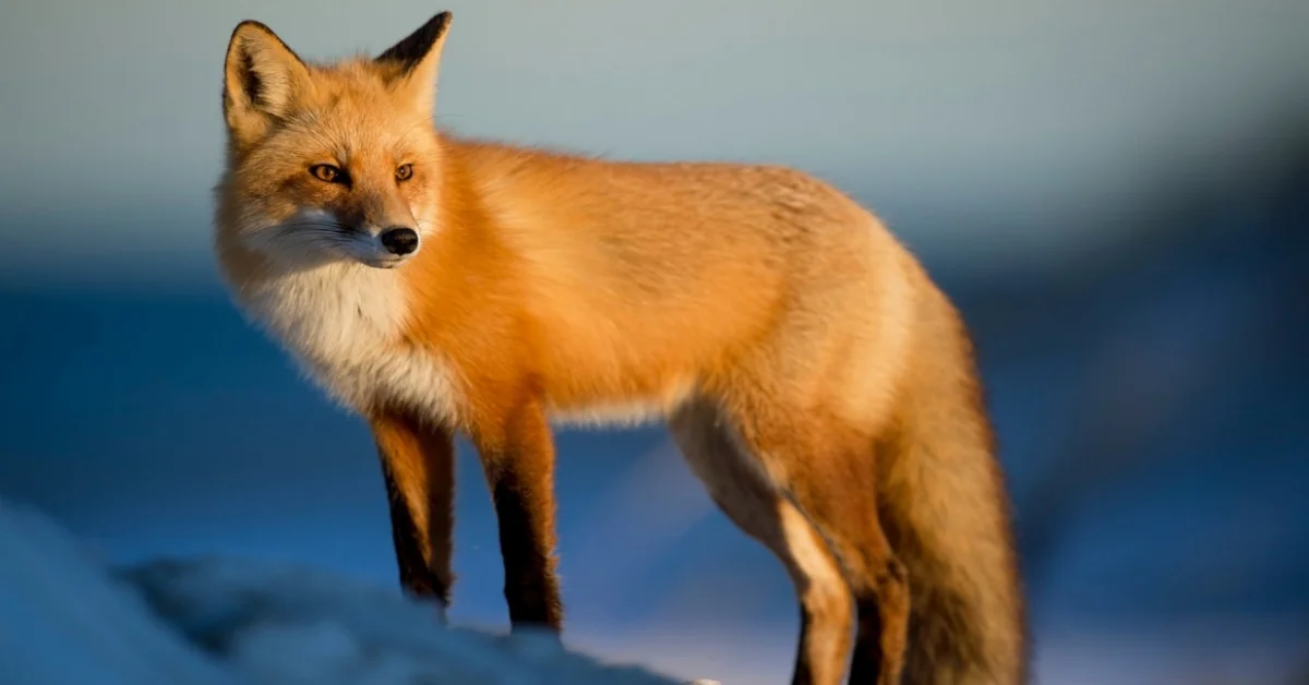 Fox