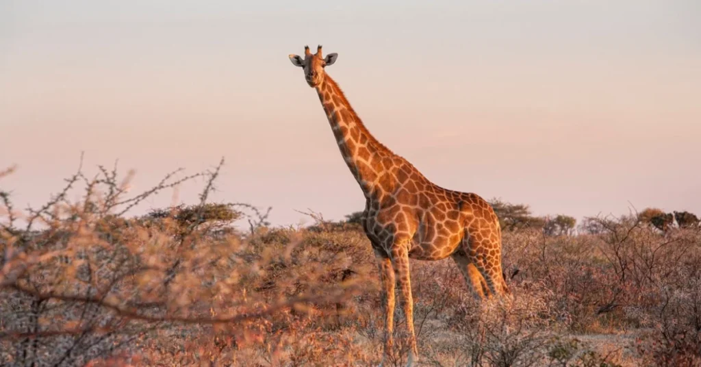 fascinating animal adaptations Giraffe’s Long Neck for Survival
