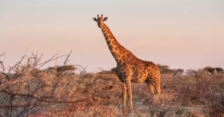 Giraffe