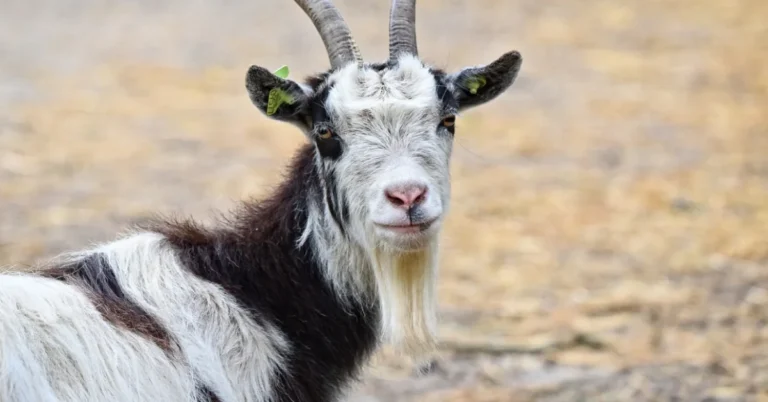 Goat