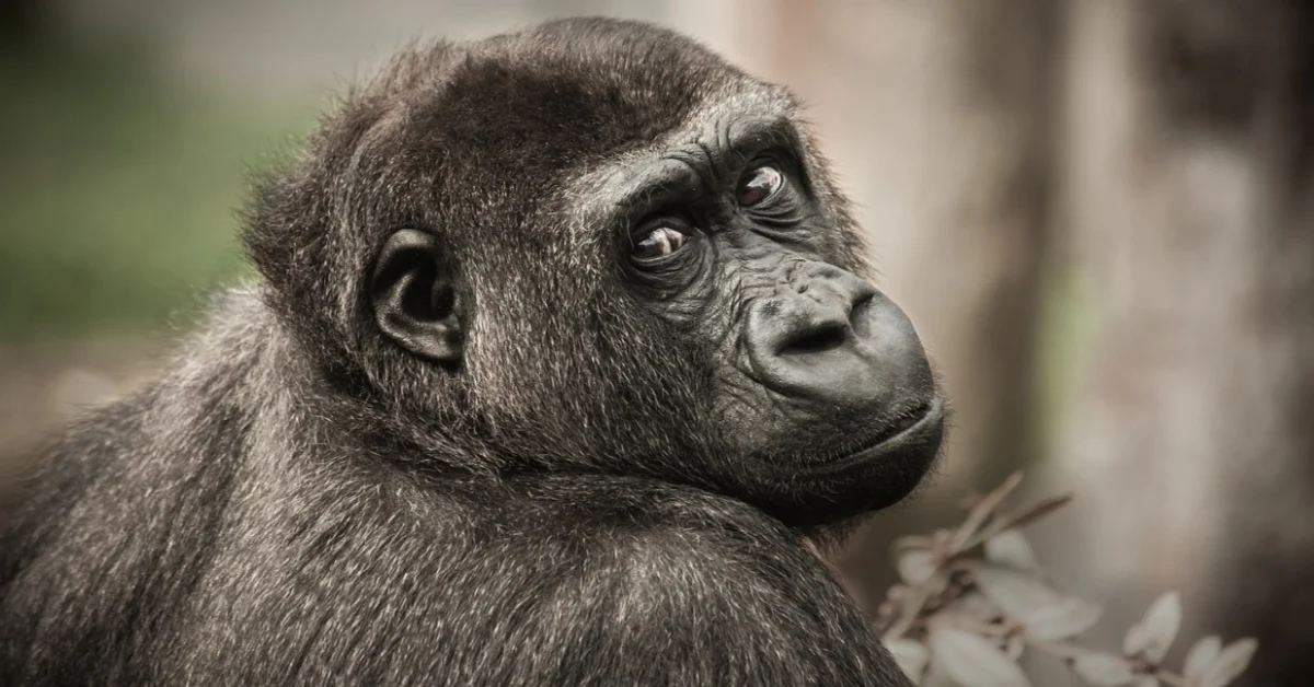 Gorilla