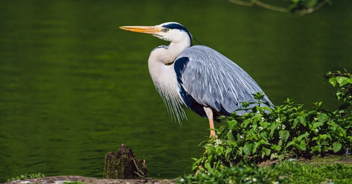 Grey Heron Grey Heron