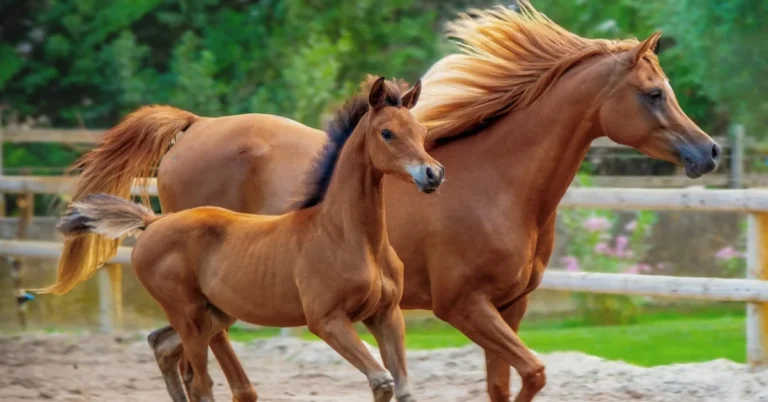 Horse