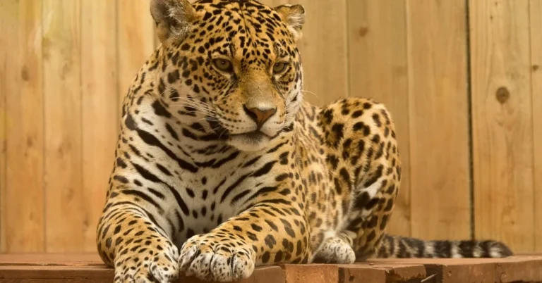 Jaguar