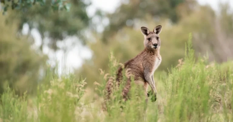 Kangaroo