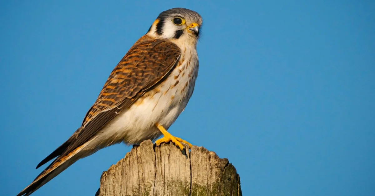 Kestrel Kestrel