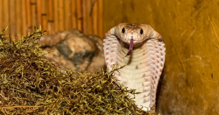 King Cobra