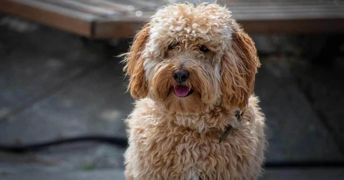 Labradoodle