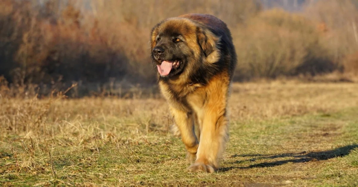 Leonberger