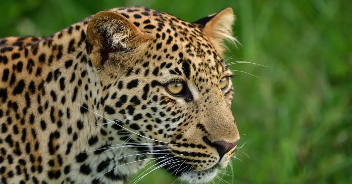 Leopard