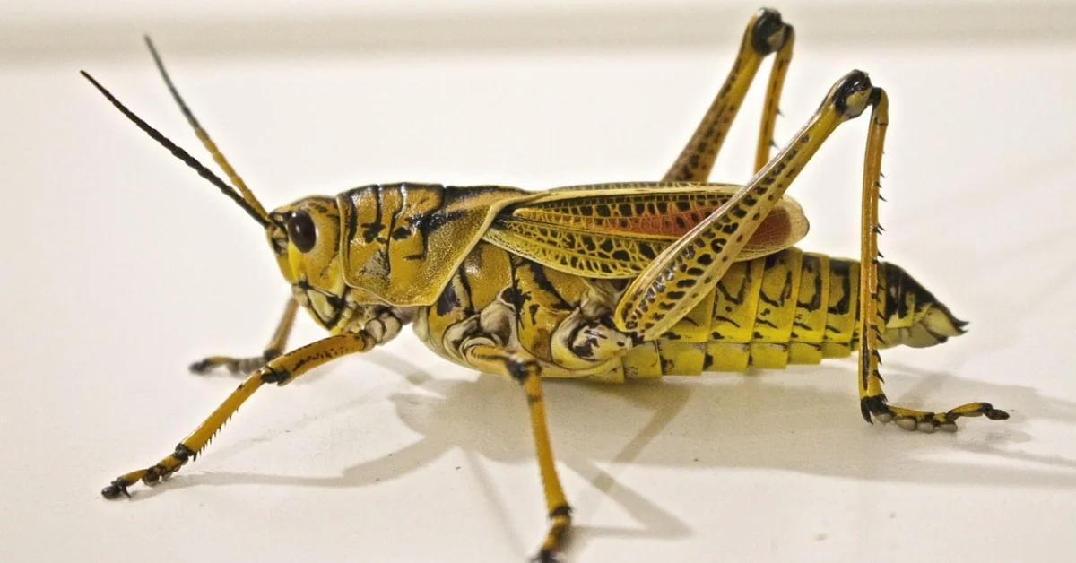 Locust
