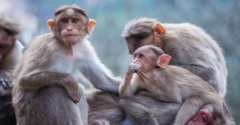 Monkey