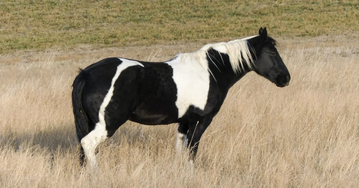 Paint Horse