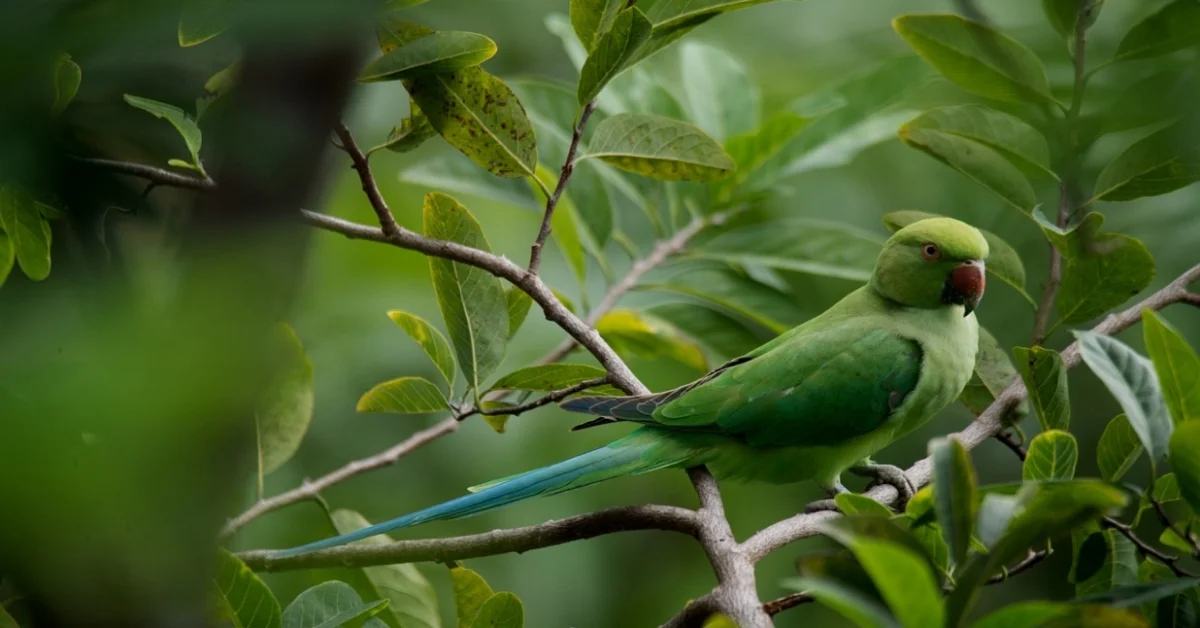 Parrot