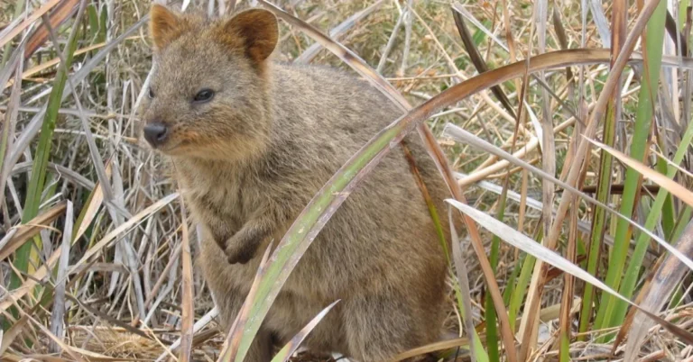 Quokka