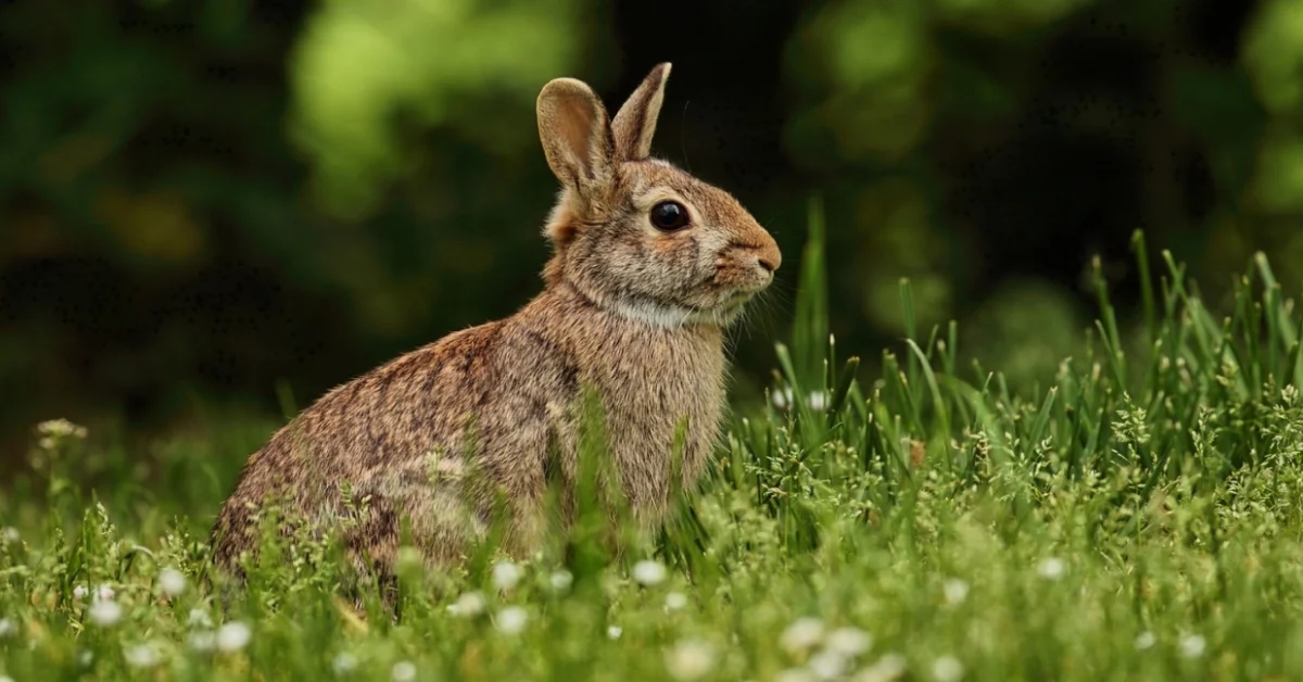 Rabbit