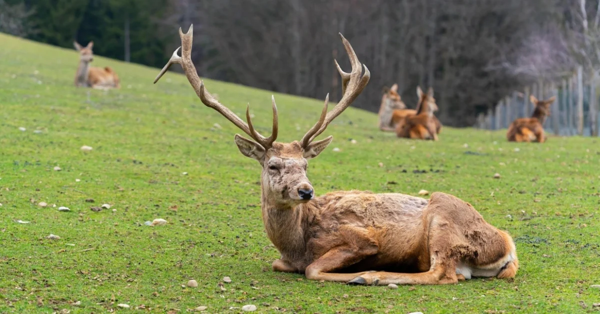 Red Deer