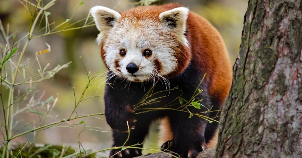 Red Panda