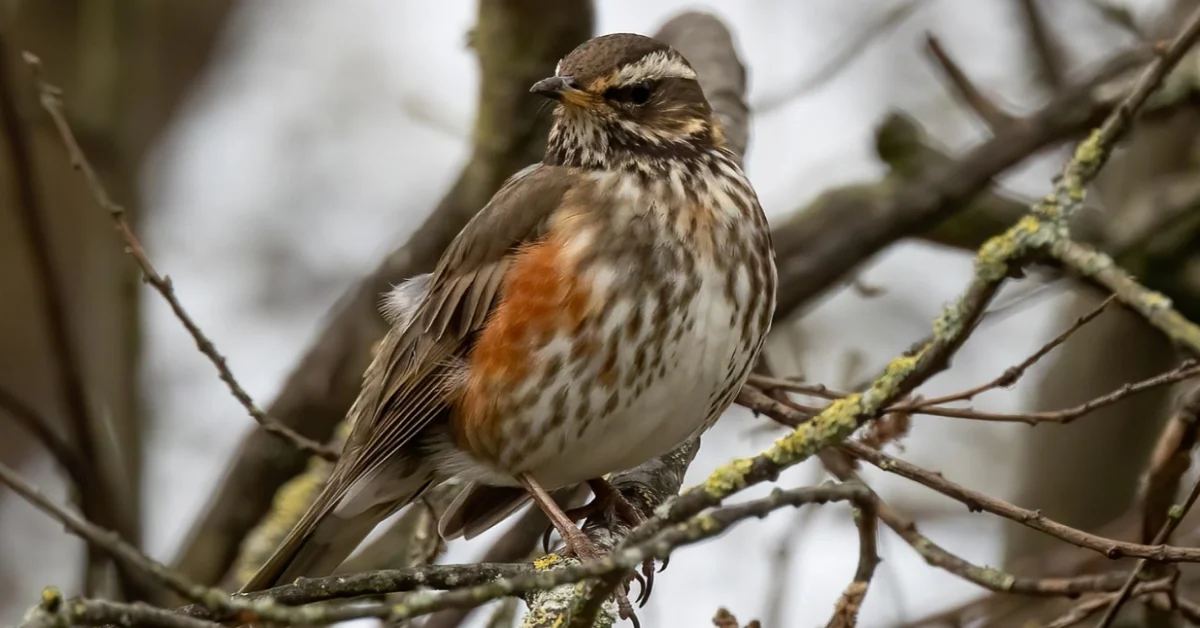 Redwing Redwing