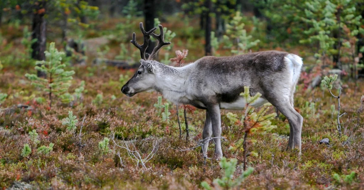 Reindeer