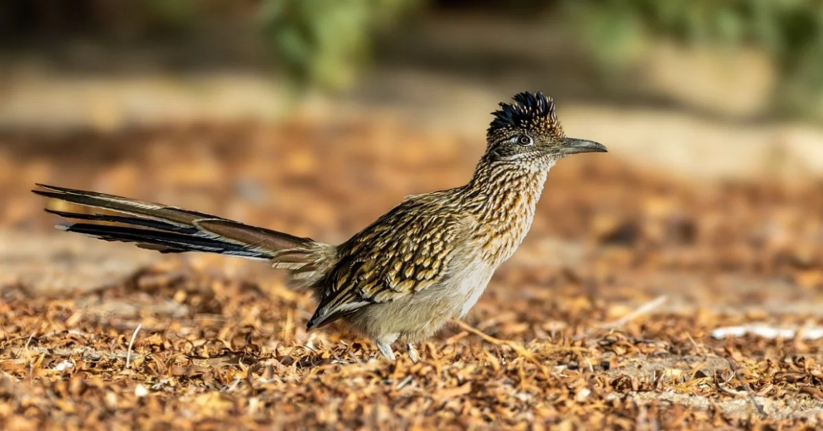 Roadrunner