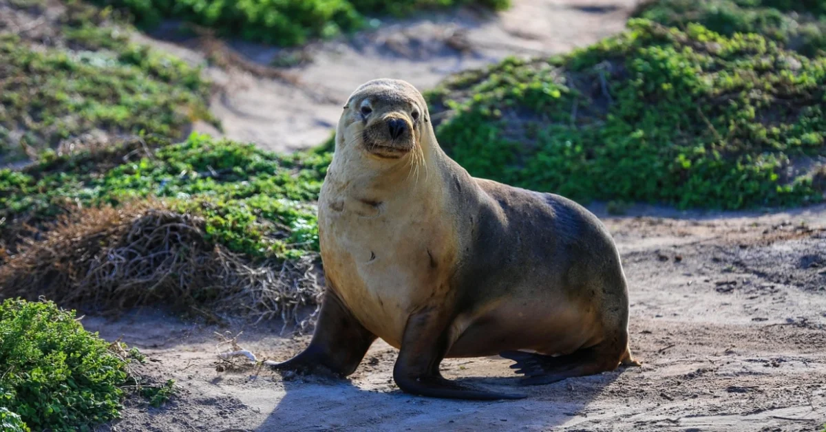 Sea Lion