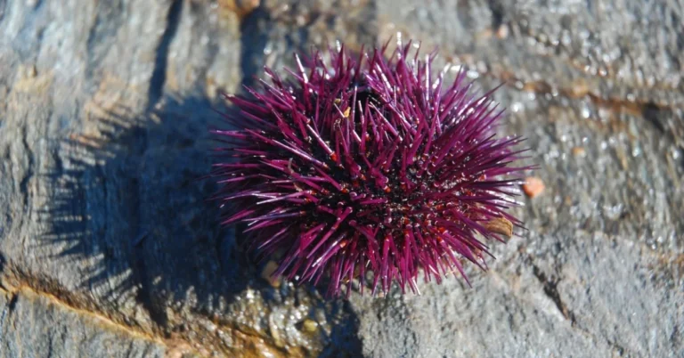 Sea Urchin