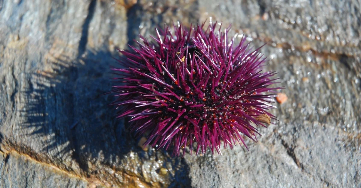 Sea Urchin