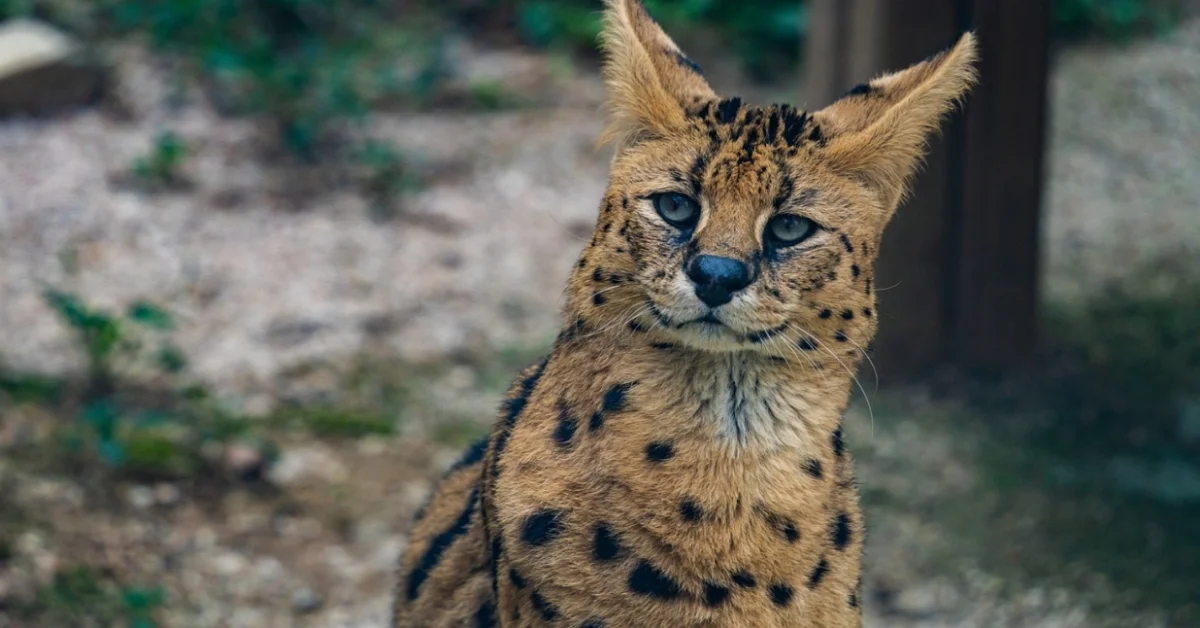 Serval